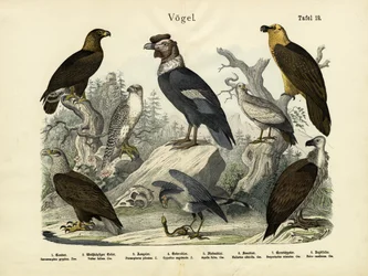 Oiseaux, vers 1860
